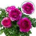 Afbeelding van Ranonkel P12 Purple